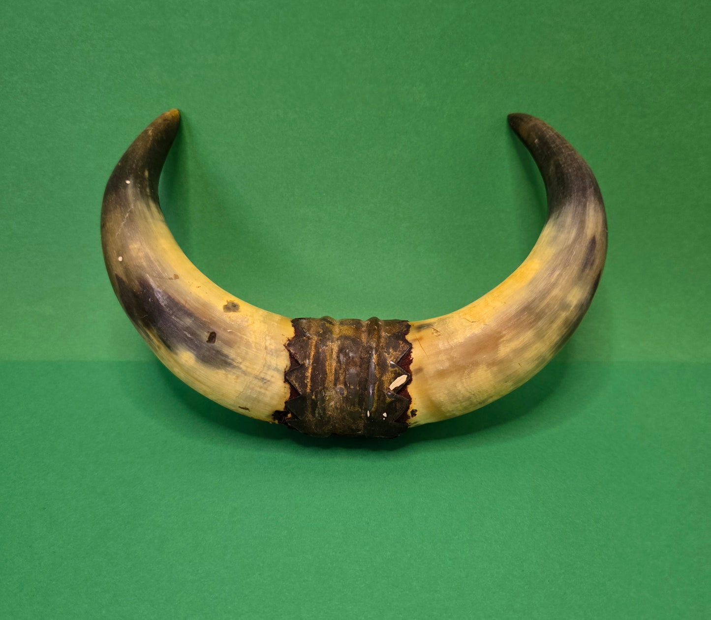 Small Vintage Cow Horn