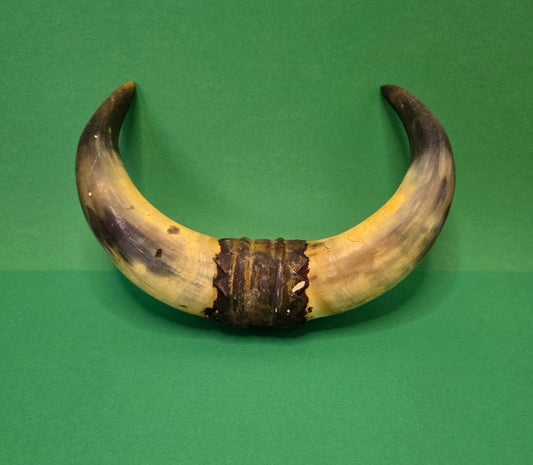 Small Vintage Cow Horn