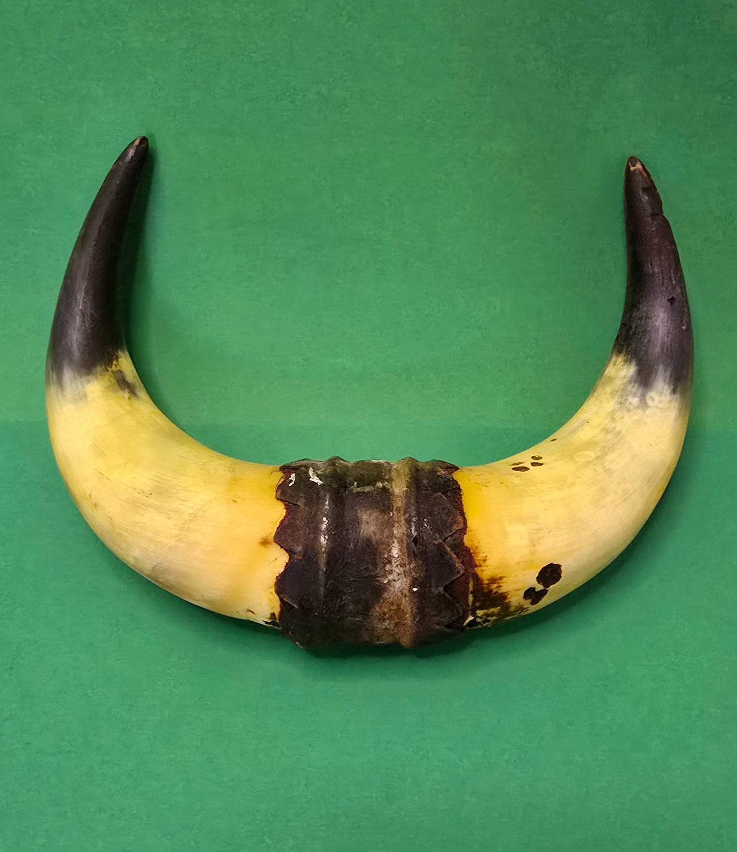 Small Vintage Cow Horn